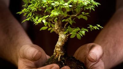 Above, since all bonsais are miniature versions of far bigger plants, the first step in caring for one is to establish exactly what kind of tree it is and whether it belongs indoors or outside.