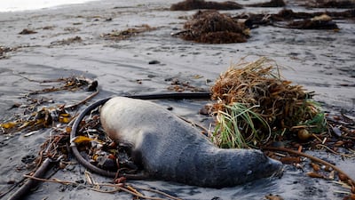 A dead sea lion on a beach in Aptos. Getty / AFP
