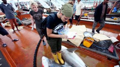 Rima Jabado takes DNA samples from sharks at the Abu Dhabi Fish Market in January this year.