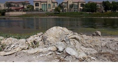 Dried algae lies on the shore of one of the lakes before the clean up in Jumeirah Islands in Dubai.