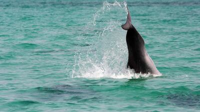 The black tip reef sharks patrolling the waters of Jarnain Island.
