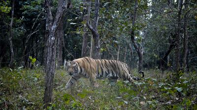 A royal Bengal tiger prowls in his open enclosure at Bengal Safari Park on the outskirts of Siliguri. AFP