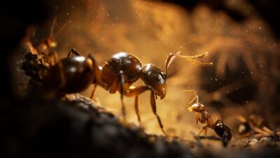A new version of Empire of the Ants is now available. Photo: Microids