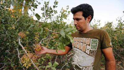An Iranian man works at Hassan Ali Firouzabadi's pistachio farm on August 14, 2016 in Izadabad, a village in the southern Iranian Kerman province. Time is running out for the industry as unconstrained farming and climate change take a devastating toll. Atta Kenare / AFP