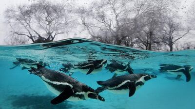 Penguins swim in their pool during the annual stock take at London Zoo. Caring for more than 750 different species, London Zoo keepers started the New Year with the task of counting every single animal. Kirsty Wigglesworth / AP