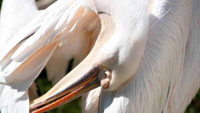 A pelican cleans its plumage in the Wilhelma, the botanical-zoological garden in Stuttgart, southern Germany. AFP