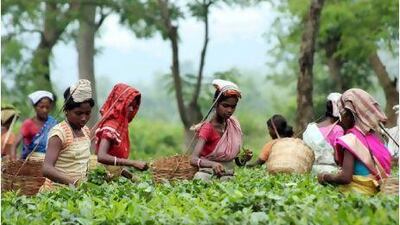 Insufficient rain last year has resulted in a fall in tea production in Assam, pushing the prices up 10 per cent over the previous year.
