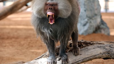 A hamadryas male baboon yawns as he finds a shady spot under a tree during the afternoon heat. Stephen Lock / The National