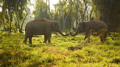 The property is home to an elephant camp, which was set up alongside the Golden Triangle Asian Elephant Foundation in 2003