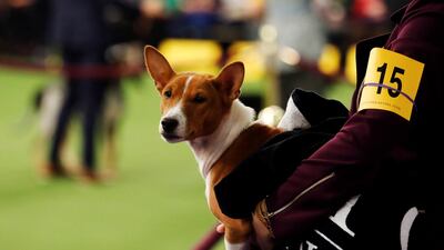 Tuco, a Basenji breed, is held by its handler. Shannon Stapleton / Reuters