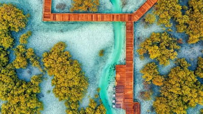The Etihad Mangrove Forest on Jubail Island in Abu Dhabi. Photo: Etihad Airways