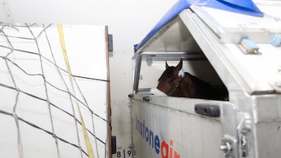 A horse looks out from its stall before take-off.