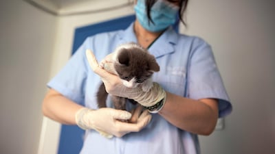 Garlic was not identical to its predecessor, also named Garlic. AFP