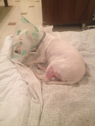 Nicola Forestiero's dog Holli, recovering from a spider bite in 2015. Nicola Forestiero