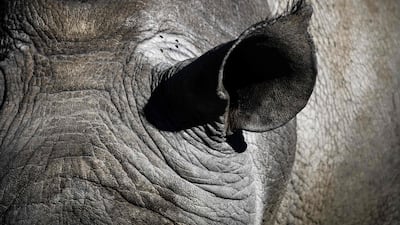 A close-up of a rhinoceros.