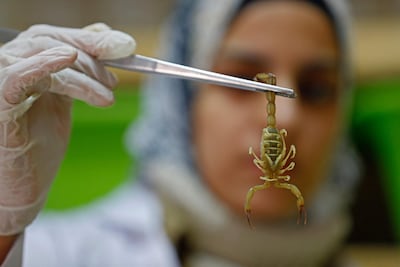 Egyptian pharmacist Nahla Abdel Hameed catches a scorpion at the Scorpion Kingdom laboratory. AFP