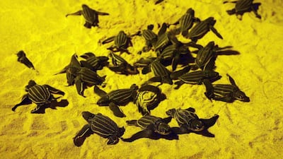 Leatherback sea turtles have built the largest number of nests in two decades on Thailand’s beaches since the coronavirus shutdown. Reuters