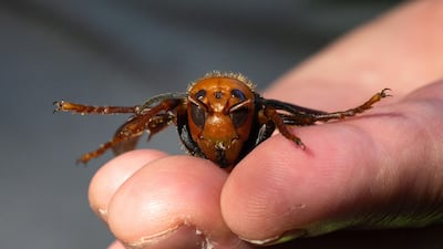A sample specimen of a dead Asian Giant Hornet from Japan, also known as a murder hornet. Scientists discovered a nest of the hornets in the US state of Washington after tracking the insects. AFP