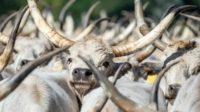 Indigenous Hungarian Grey cattle cross a bridge over the Tisza river as they are driven from their summer grazing pastures to their winter habitat in Tiszaug, eastern Hungary. EPA