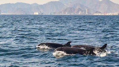 False killer whales, one of the larger species of dolphins that reach lengths of up to six metres, have been seen in UAE waters. Courtesy: Dr Csaba Geczy