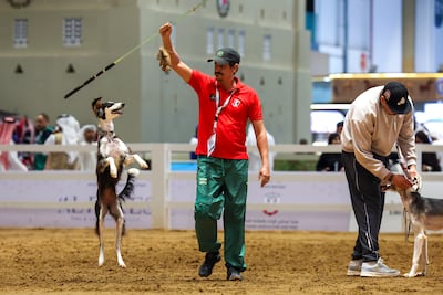 Saukis were used for hunting and protection, says trainer Smina. Victor Besa / The National