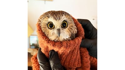 A tiny Northern saw-whet owl, now named Rockefeller, was found in the Christmas tree transported from Oneonta to Rockefeller Centre in New York. Ravensbeard Wildlife Center via AFP