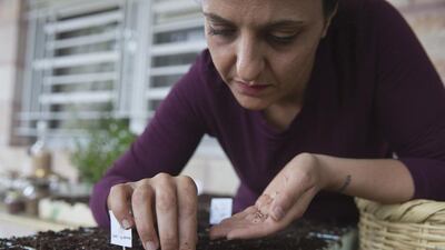 Vivien Sansour, a Palestinian agriculturalist, planting a rare variety of watermelon called Jadu’i at her family property in Beit Jala, Bethlehem on April 21, 2016. The Jadu’i strain of watermelon used to be grown by Palestinian farmers but has now disappeared. Heidi Levine for The National