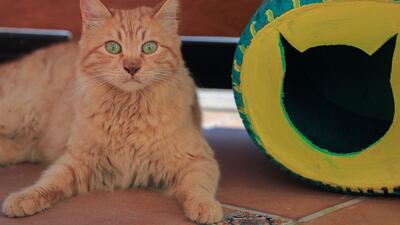 The shelters were created by Mobikya, an eco-friendly design studio