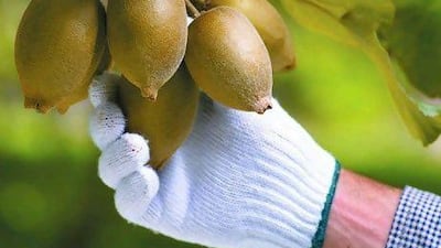 The picking season for the Kiwi fruit in New Zealand is in the winter months of April and May. Courtesy Zespri