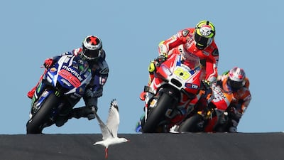 A seagull walks into the path of Andrea Iannone of Italy and the Ducati Team during the 2015 MotoGP of Australia at Phillip Island Grand Prix Circuit in Phillip Island, Australia. Quinn Rooney / Getty Images