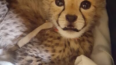 The Cheetah Conservation Fund says it is struggling to keep up with the rehabilitation of the animals as so many are being intercepted. Photo: CCF