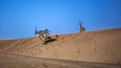 The reserve is now 15 years old and home to 450 wild Arabian oryx, but it has not always been so peaceful.