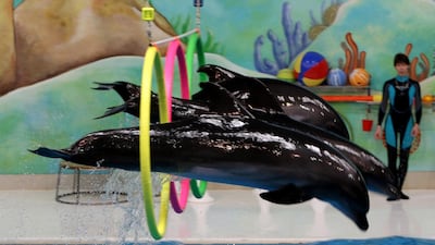 Dolphins perform stunts at Dubai Dolphinarium in 2008. Paulo Vecina / The National