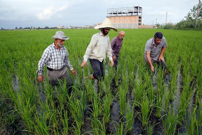 Iranian farmers work in a rice field near the city of Amol, Mazandaran province, in northern Iran. EPA