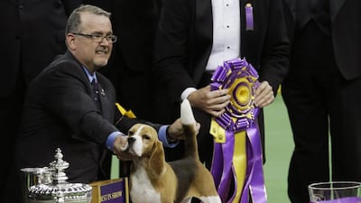 William Alexander poses with Miss P, a 15-inch beagle, after winning the best in show competition title at the Westminster Kennel Club dog show. Mary Altaffer / AP photo