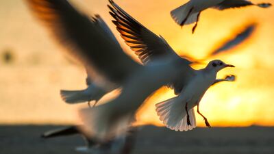 Gulls at sunset at Al Hudayriat Island. Victor Besa / The National
