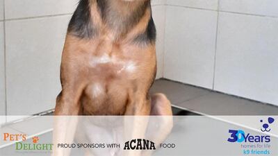 NAME: Eliot. SEX: Male. DATE OF BIRTH: 03.12.2019. SIZE (when fully grown): Medium. BREED: Mix. INFO: Eliot was born and raised at an equestrian centre and arrived at K9 Friends with eight siblings. He is a well socialised, energetic pup and good with other dogs. For more information on adoption, call the office on 04 887 8739 Saturday, Tuesday, or Thursday 9am-1pm.