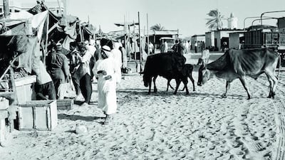 Cattle wandering through the old souq. Courtesy Al Ittihad