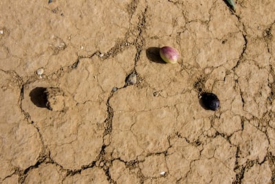 Olives on the ground at a farm in Mattis, Beja, north-west Tunisia, where the hot weather is killing trees and leaving farmers without a harvest. Hasan Mrad / The National