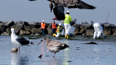 A major oil spill off the coast of Southern California fouled popular beaches and killed wildlife while crews scrambled to contain the crude before it spread further into protected wetlands. Photo: AP