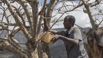 Mohammed Ahmed Ali wounds a frankincense tree near Mader Moge, Somaliland. In the last six years, prices for raw frankincense have shot up from around $1 (Dh3,67) per kilogram to $5 to $7.
