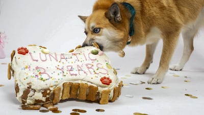 Luna celebrates her third birthday. Courtesy Howl & Growl