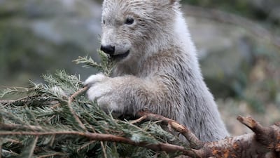 The female polar cub Finja explores its enclosure at the Schoenbrunn Zoo in Vienna, Austria. AP Photo