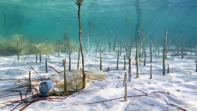 The conservation group is working to raise awareness about how rubbish in the oceans is changing underwater ecosystems.