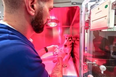 Veterinary medicine is placing growing emphasis on preventing illness rather than simply treating it. Victor Besa / The National