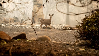 A deer looks on from a burned residence after the Camp fire tore through the area in Paradise. AFP