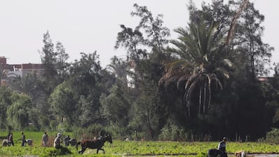 Egyptian farmers flatten soil using horses to prepare the land for growing rice near Sharqia, on the agricultural road which leads to the capital city of Cairo. Reuters