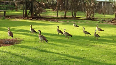Egyptian geese at at Fairmont Mount Kenya.