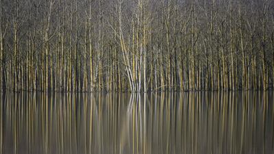 Trees in the flooded Sarthe river outside Briollay, western France. AFP