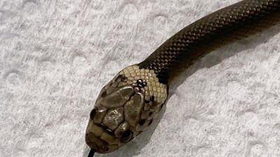 Sydney emergency services told Alex White that if he were bitten by the venomous snake, 'you’ve got to go to hospital really quickly'. AP